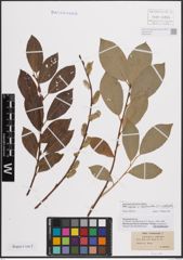 Foto von Salix caprea L. x Salix daphnoides Vill.
